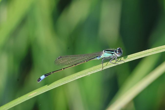 Ischnura elegans  - Giuseppe Colombo