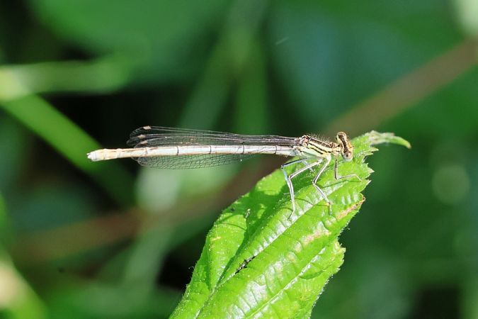 Platycnemis pennipes  - Giuseppe Colombo