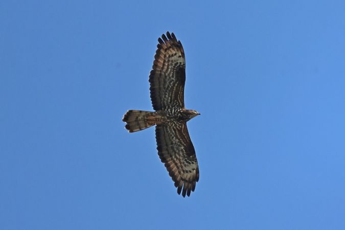 Falco pecchiaiolo  - Giuseppe Colombo