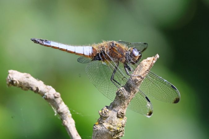 Libellula fulva  - Giuseppe Colombo