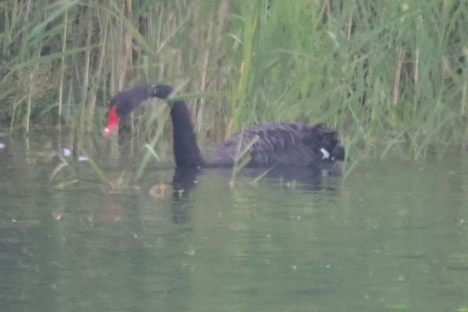 Cigno nero  - Giuseppe Colombo