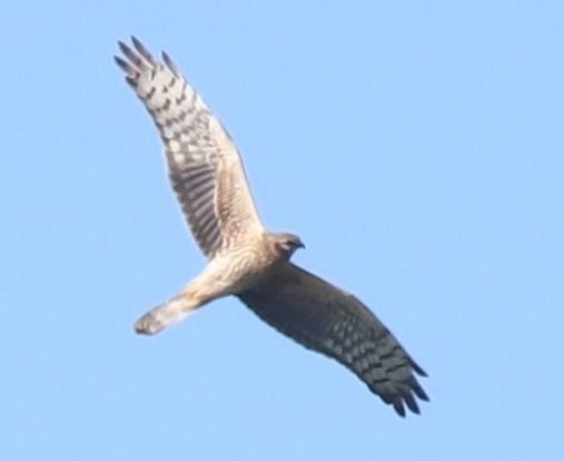 Albanella pallida  - Luca Boscain