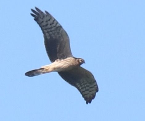 Albanella pallida  - Luca Boscain