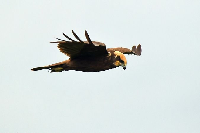 Falco di palude  - Alfio Sala