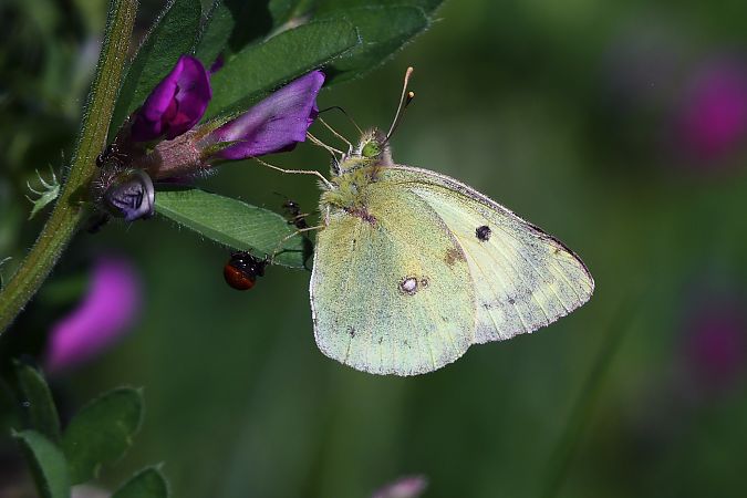 Colias hyale  - Alfio Sala