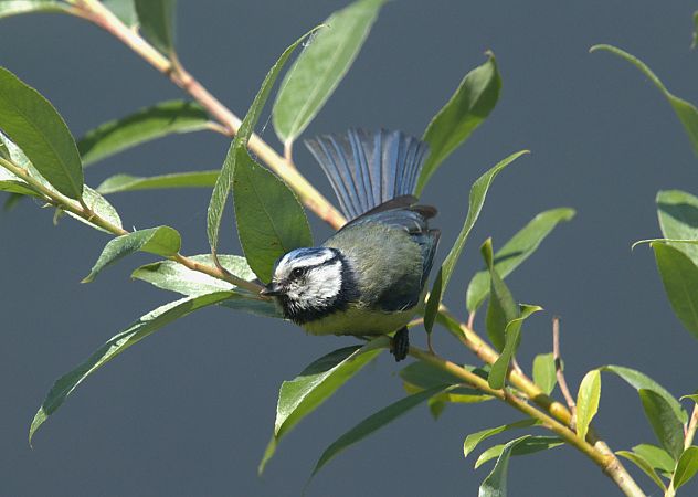 Cinciarella  - Giuseppe Speranza