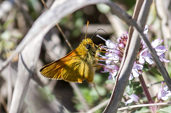 Ochlodes sylvanus  - Marco Cortemiglia