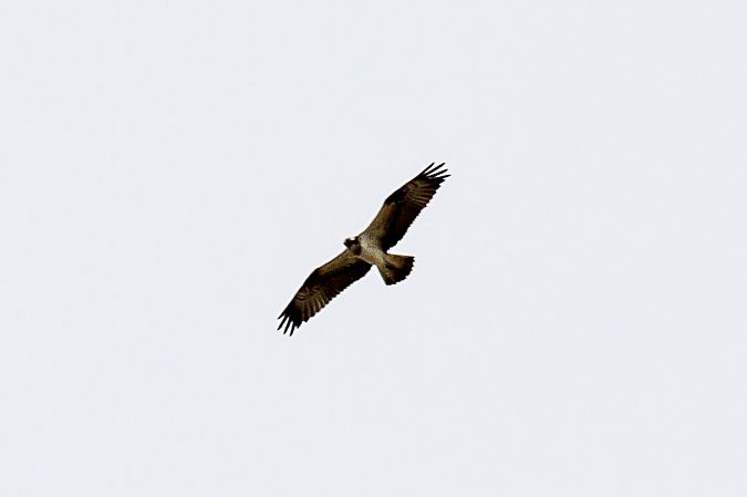 Falco pescatore  - Marco Cortemiglia
