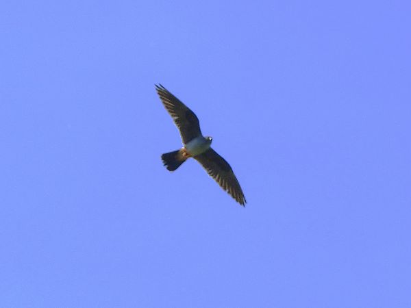 Falco cuculo  - Daniele Capello