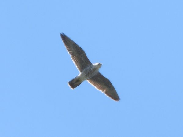 Falco pellegrino siberiano  - Michele Cento