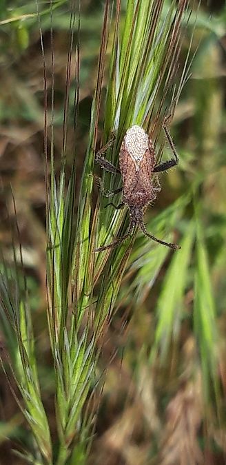 Coriomeris hirticornis  - Michele Cento