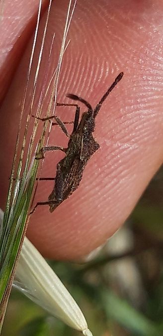 Coriomeris hirticornis  - Michele Cento