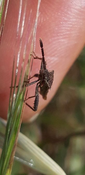 Coriomeris hirticornis  - Michele Cento