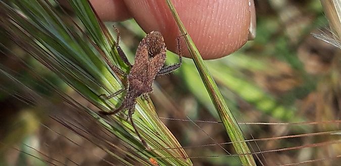Coriomeris hirticornis  - Michele Cento