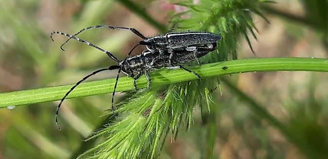 Agapanthia cardui / suturalis  - Michele Cento