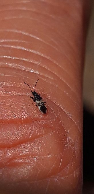Macroplax fasciata  - Michele Cento