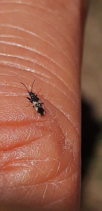 Macroplax fasciata  - Michele Cento