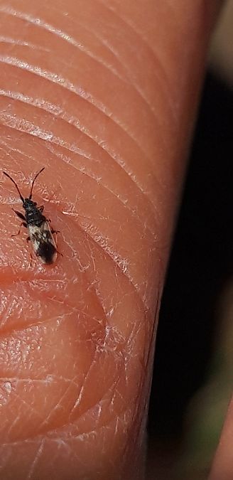 Macroplax fasciata  - Michele Cento