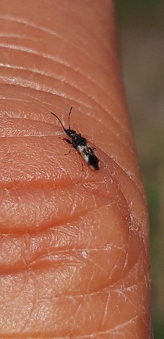 Macroplax fasciata  - Michele Cento