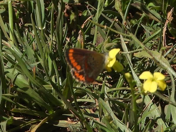 Aricia agestis  - Michele Cento
