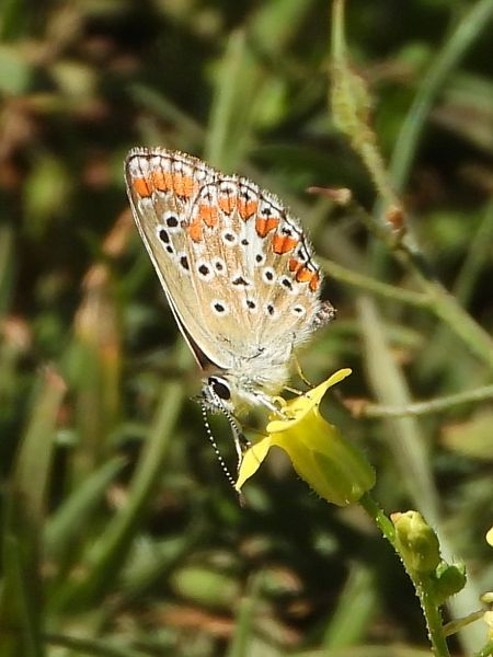 Aricia agestis  - Michele Cento