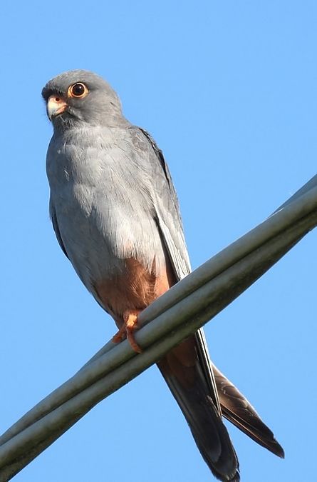 Falco cuculo  - Patrizio Gigli