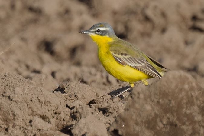 Cutrettola gialla (ssp. flava) 