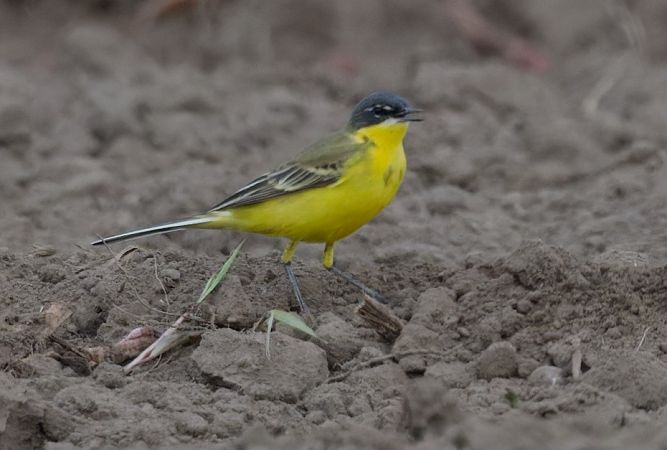 Blue-headed Yellow Wagtail (ssp. flava) 