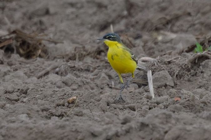 Cutrettola gialla (ssp. flava) 