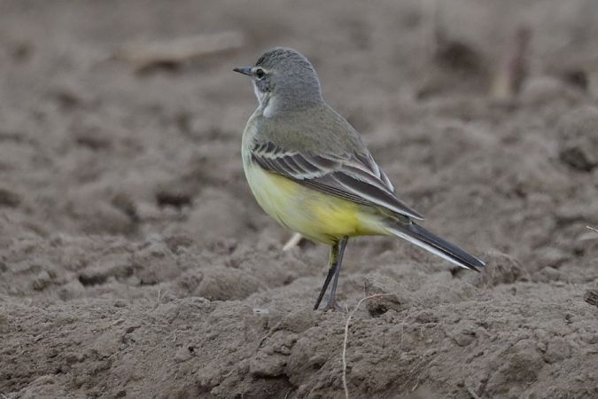 Cutrettola gialla (ssp. flava) 