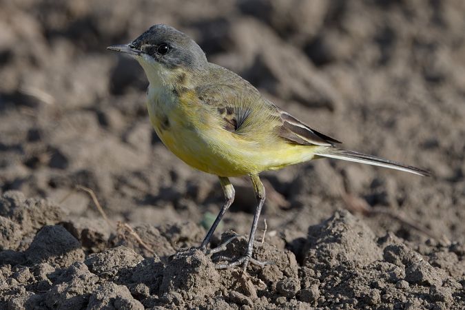 Cutrettola caposcuro (ssp. thunbergi) 