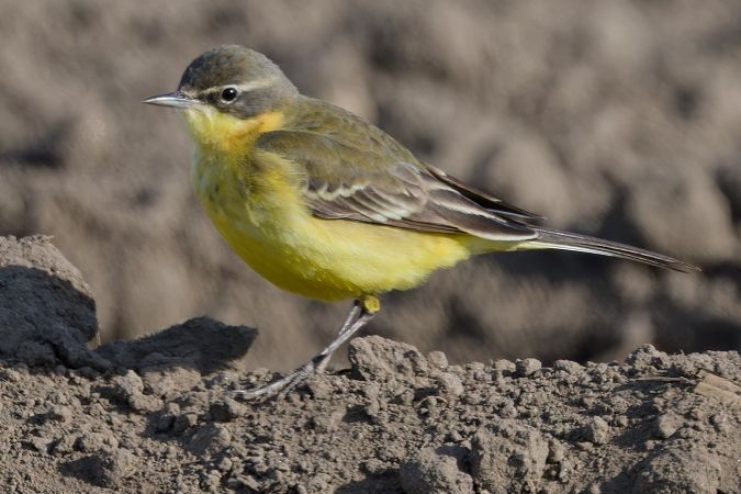 Cutrettola gialla (ssp. flava) 