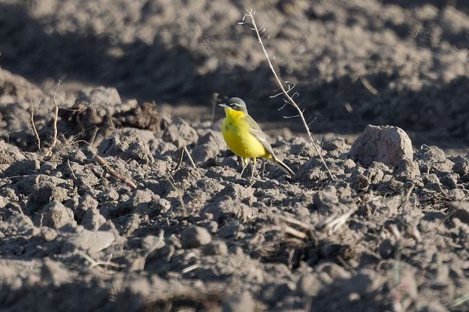 Cutrettola gialla (ssp. flava) 