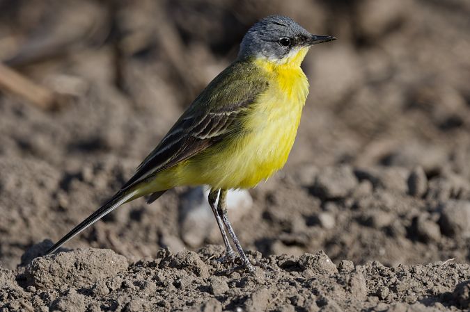Cutrettola caposcuro (ssp. thunbergi) 