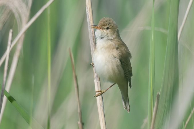 Cannaiola comune 