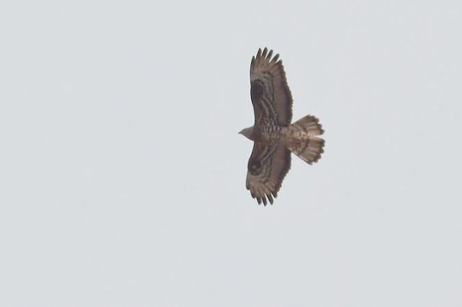 Falco pecchiaiolo 
