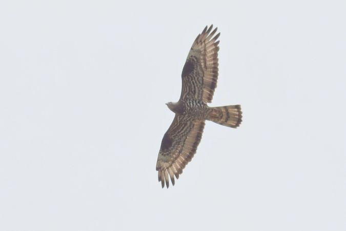 Falco pecchiaiolo 