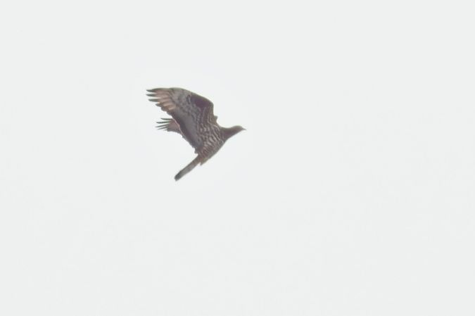 Falco pecchiaiolo 