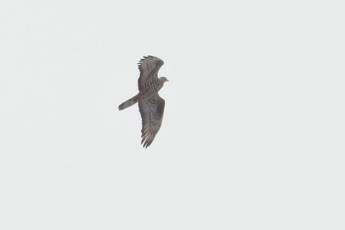 Falco pecchiaiolo 