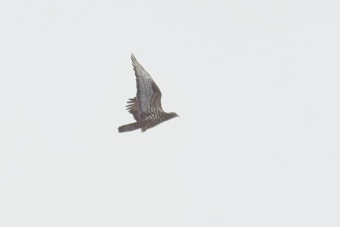 Falco pecchiaiolo 