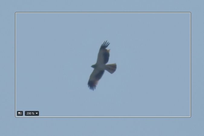 Aquila minore 
