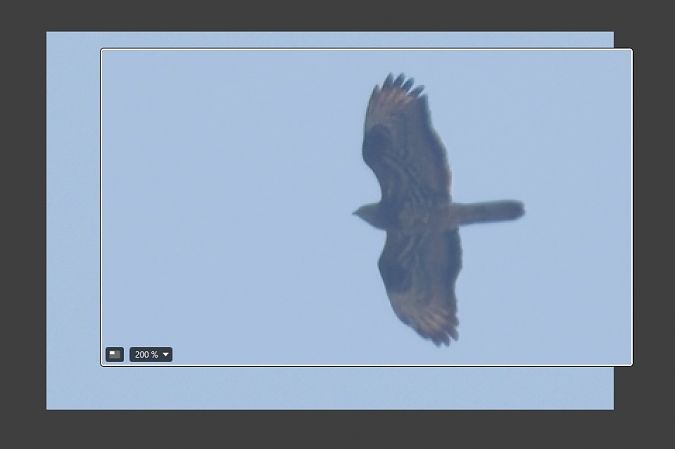 Falco pecchiaiolo 