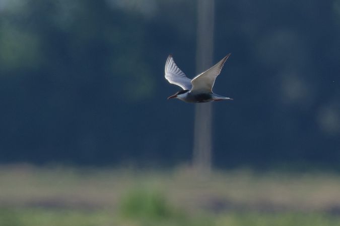 Mignattino piombato 