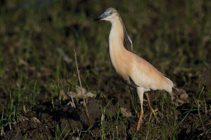 Sgarza ciuffetto 