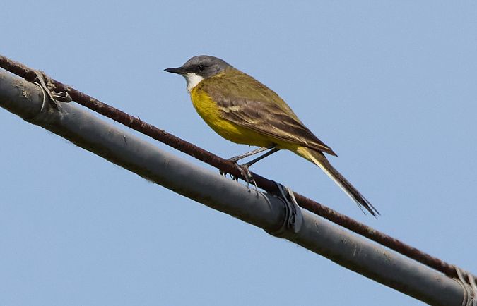 Cutrettola capocenerino (ssp. cinereocapilla)  - Patrizia Nava