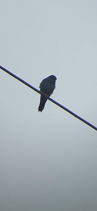 Falco cuculo  - Alessandro Maranzana