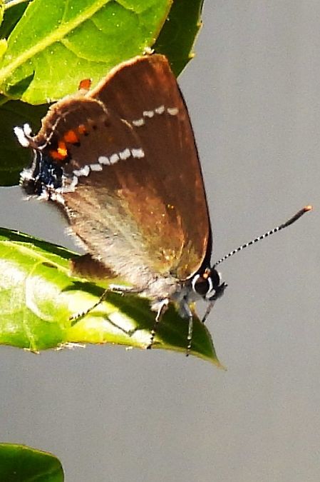 Satyrium ilicis  - Claude Müller