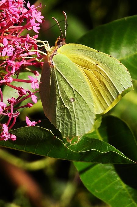 Gonepteryx cleopatra  - Claude Müller