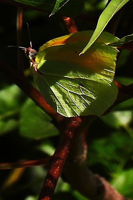 Gonepteryx cleopatra  - Claude Müller