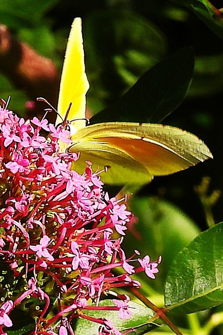 Gonepteryx cleopatra  - Claude Müller